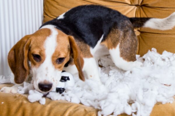 Auslandsschutz für Hunde: Hund zerstört Sofa