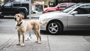 Autofahren mit Hund: Hund steht auf Bürgersteig vor einem Auto