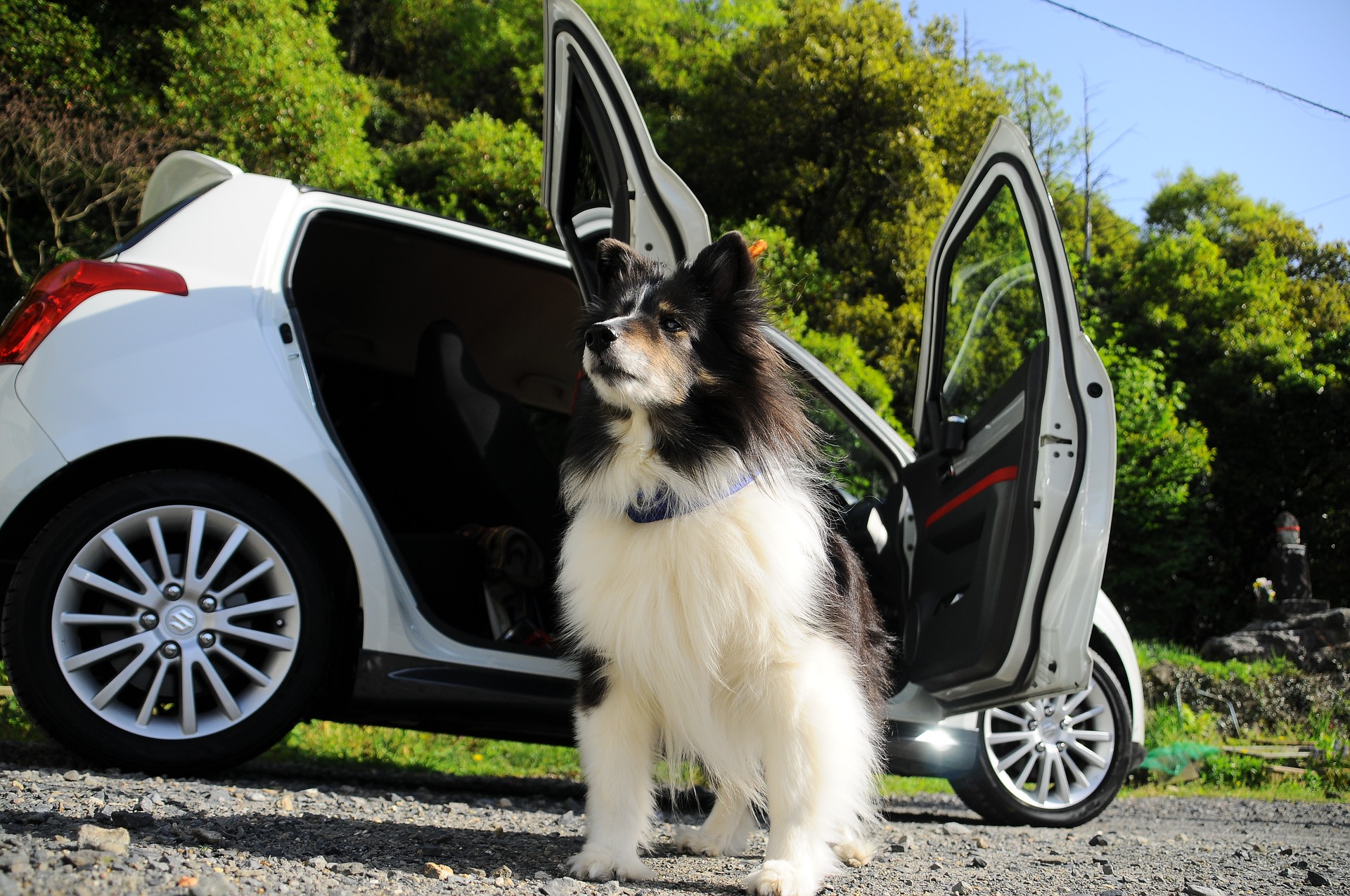 Autofahren mit Hund - So kommst Du sicher ans Ziel - edogs