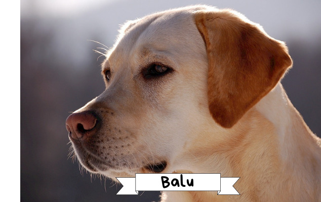 Balu