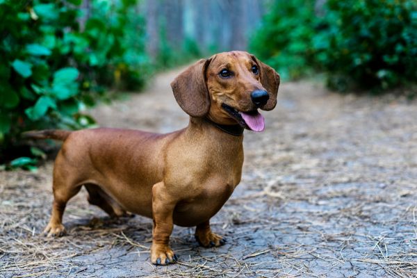 Bandscheibenvorfall beim Hund: Dackel steht im Garten