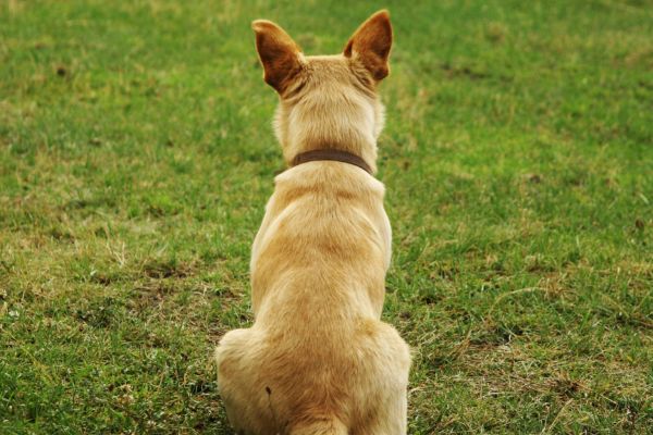 Bandscheinenvorfall beim Hund: Hund sitzt mit Rücken zur Kamera