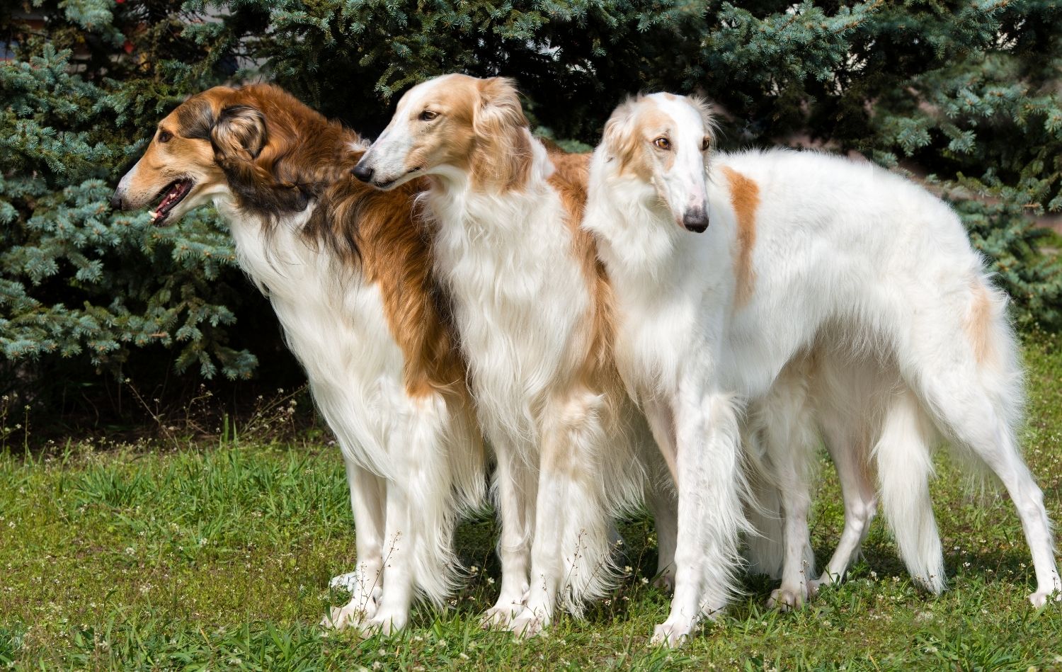 Drei Barsoi Windhunde von vorne