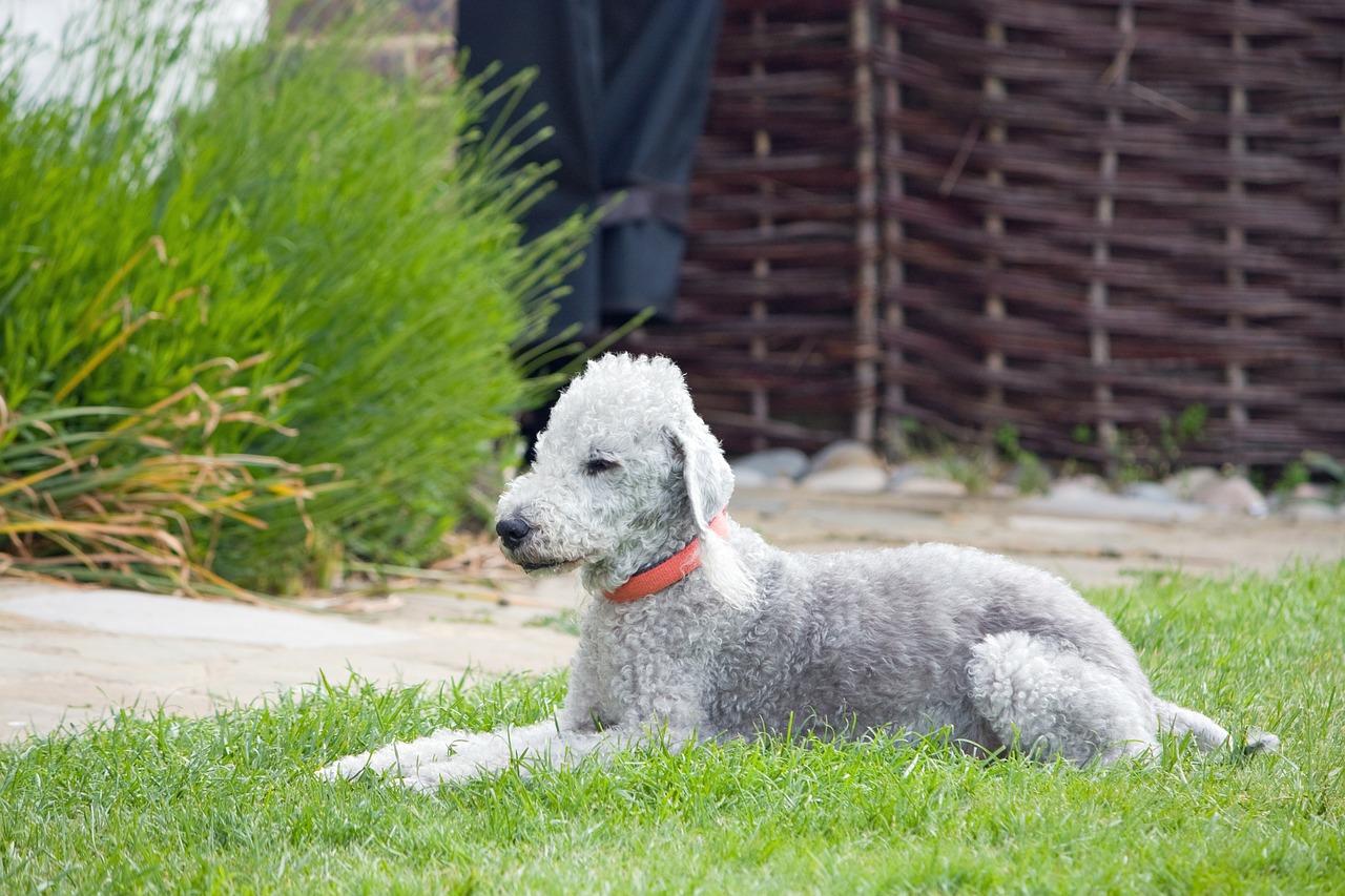 Beldington Terrier