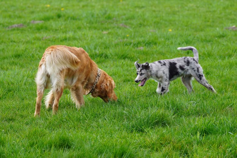 Hund bellt andere Hunde an edogs Magazin