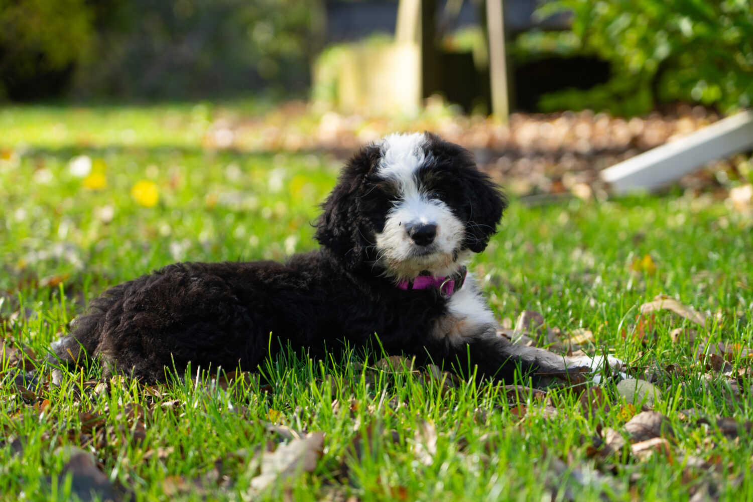 Bernedoodle Welpe in der Natur