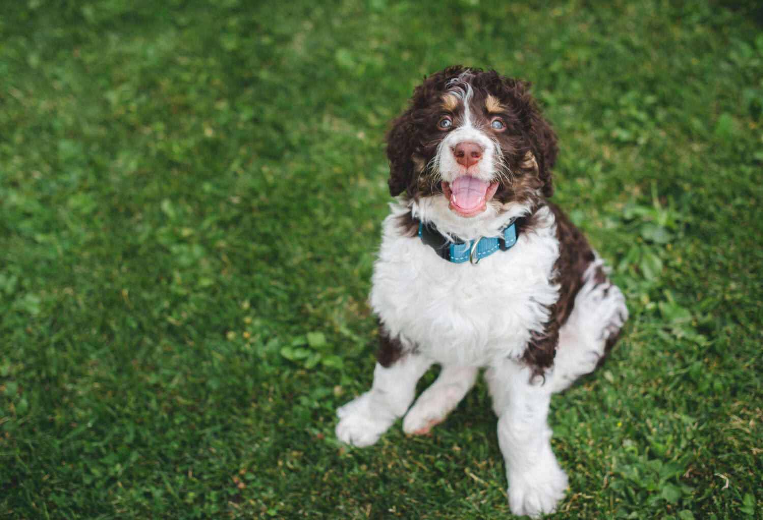 Bernedoodle im Sitzen