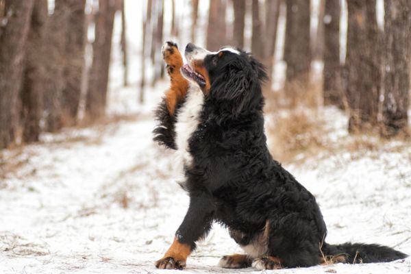 Berner Sennenhund sitzt im Schnee  vor Bäumen und hebt seine Pfote