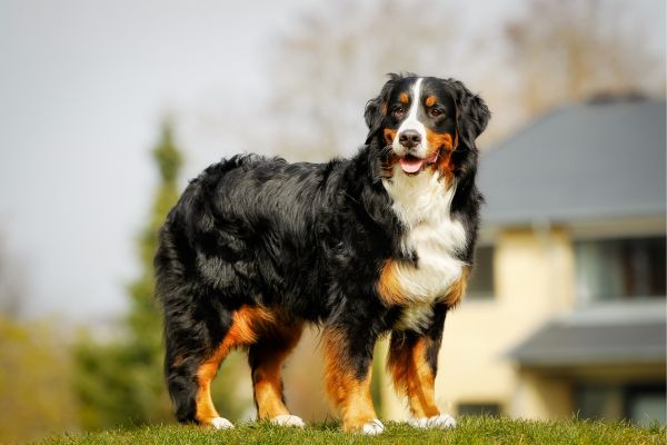 Berner Sennehund auf einer grünen Wiese vor einem Haus