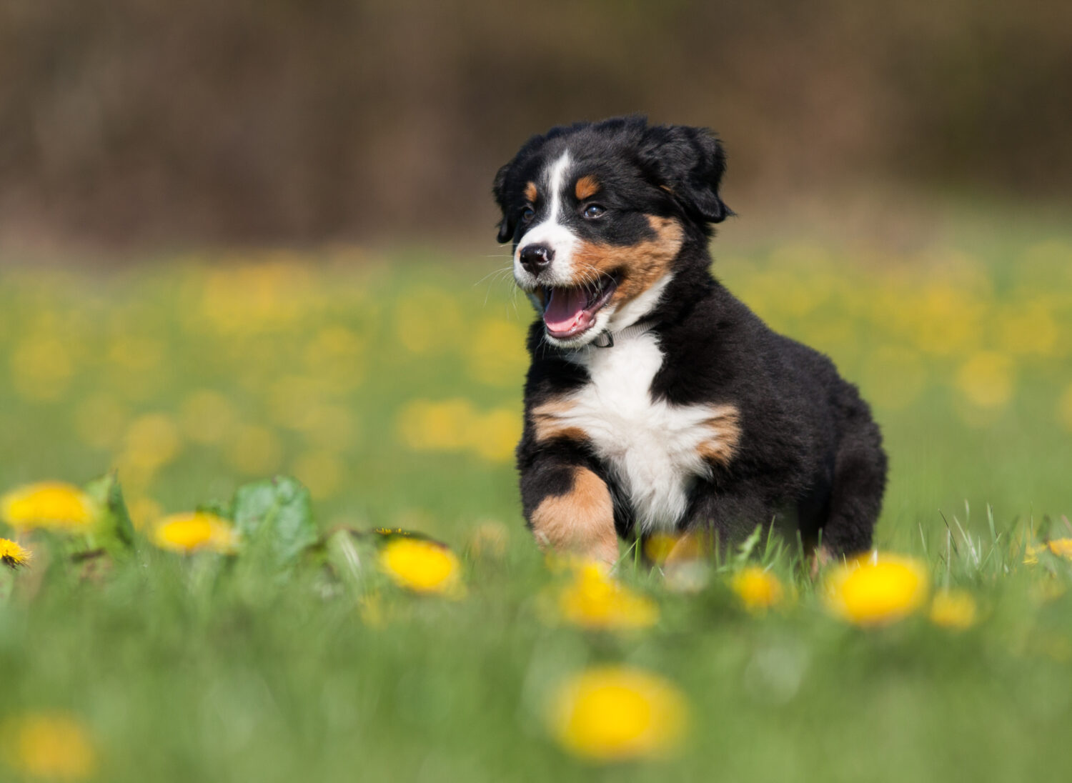 Berner Sennenhund Welpe