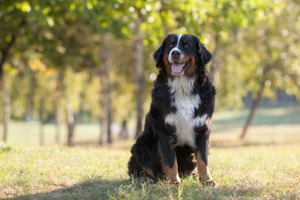 Berner Sennenhund in der Natur