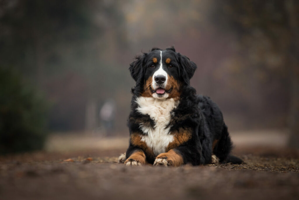 Berner Sennenhund in der Natur