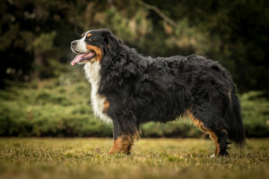 Berner Sennenhund von der Seite