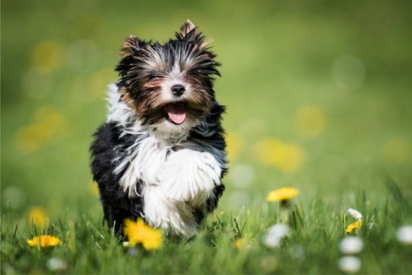 Biewer Yorkshire Terrier: Kleiner dreifarbiger Hund rennt über eine Wiese.