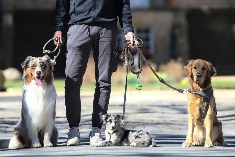 Rütter Hund Bellt Andere Hunde An Hund bellt andere Hunde an - edogs Magazin