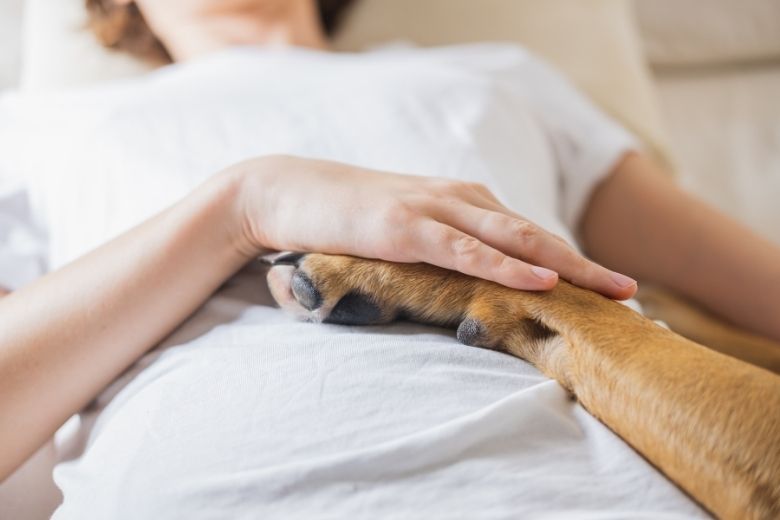 Hund Knurrt Wenn Jemand Ins Zimmer Kommt Hund knurrt mich an: Richtig verhalten | edogs Magazin