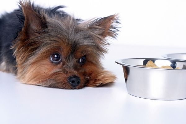 Blasenentzündung: Hund liegt vor Futternapf