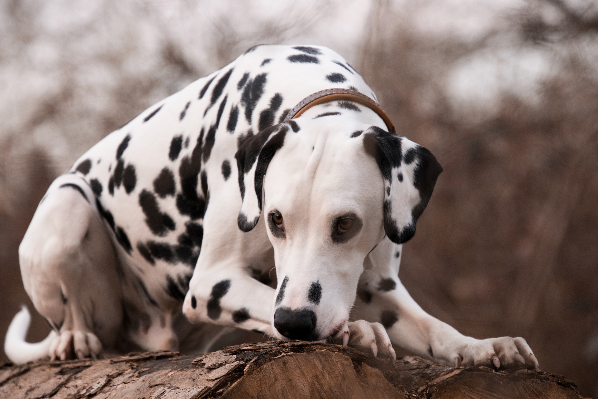Blasensteine beim Hund edogs Alles rund um den Hund