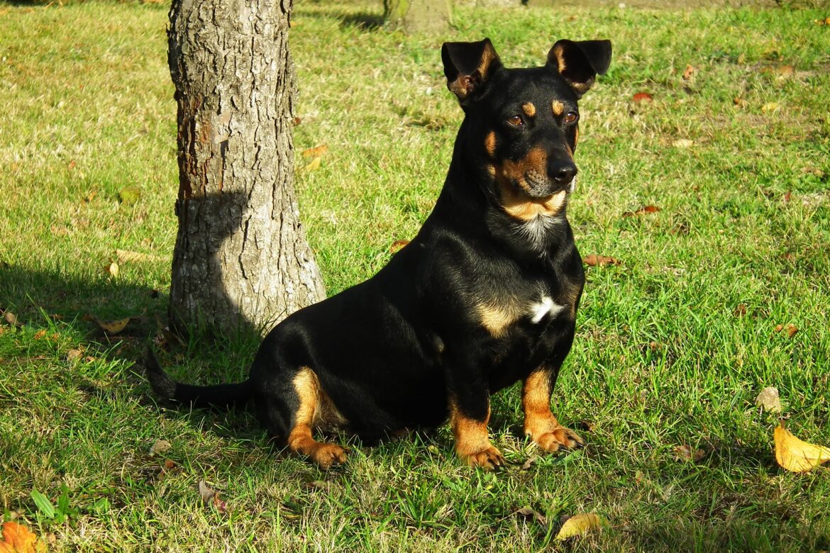 Blasensteine beim Hund edogs Alles rund um den Hund