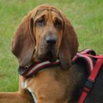 Bloodhound