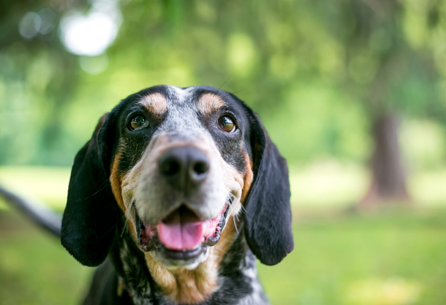 Bluetick Coonhound Lächelt nahaufnahme