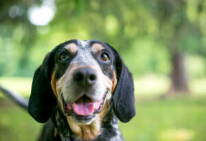 Bluetick Coonhound Kopf-Gesicht guckt fröhlich