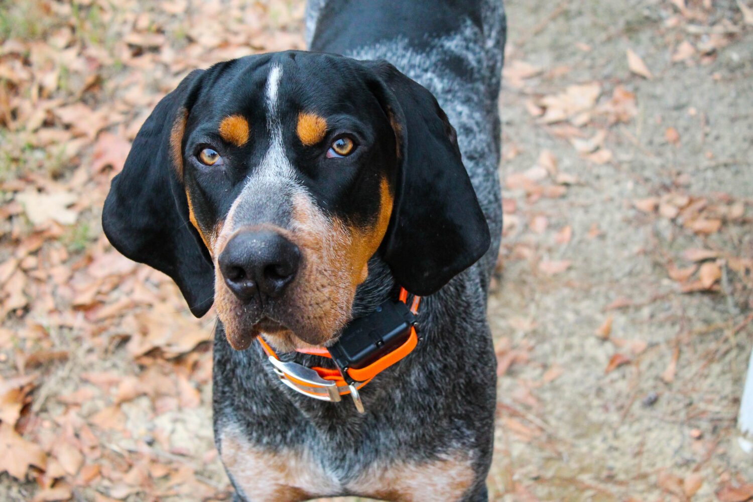 Bluetick Coonhound Kopf