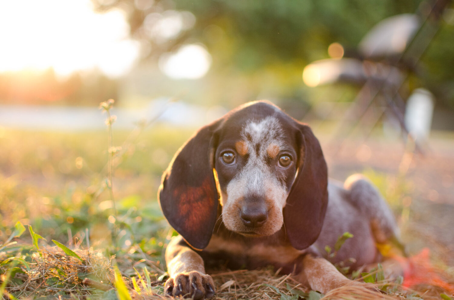 süßer Bluetick Coonhound Welpe liegt im Gras