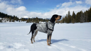 Bluetick Coonhound im Schnee