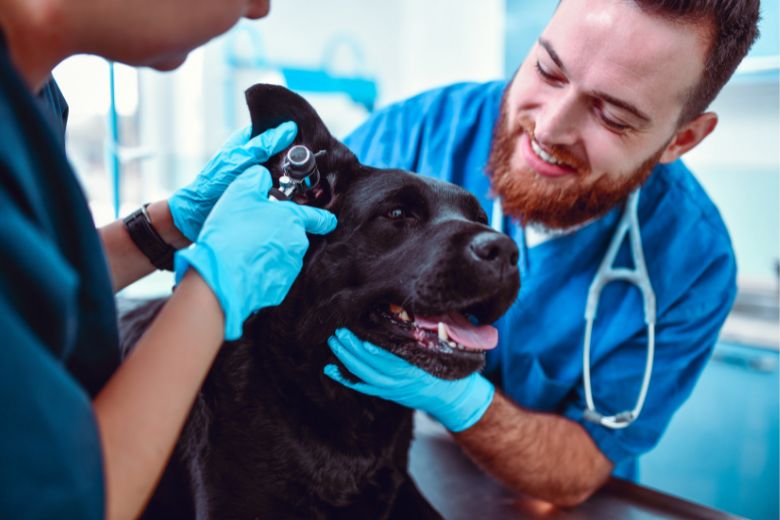 Gesundheitszeugnis Hund