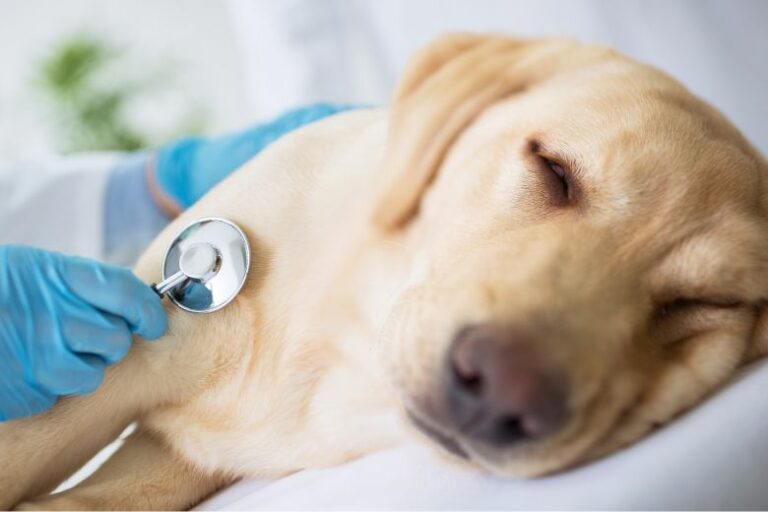 Blutvergiftung beim Hund – Schnelles Handeln ist gefragt