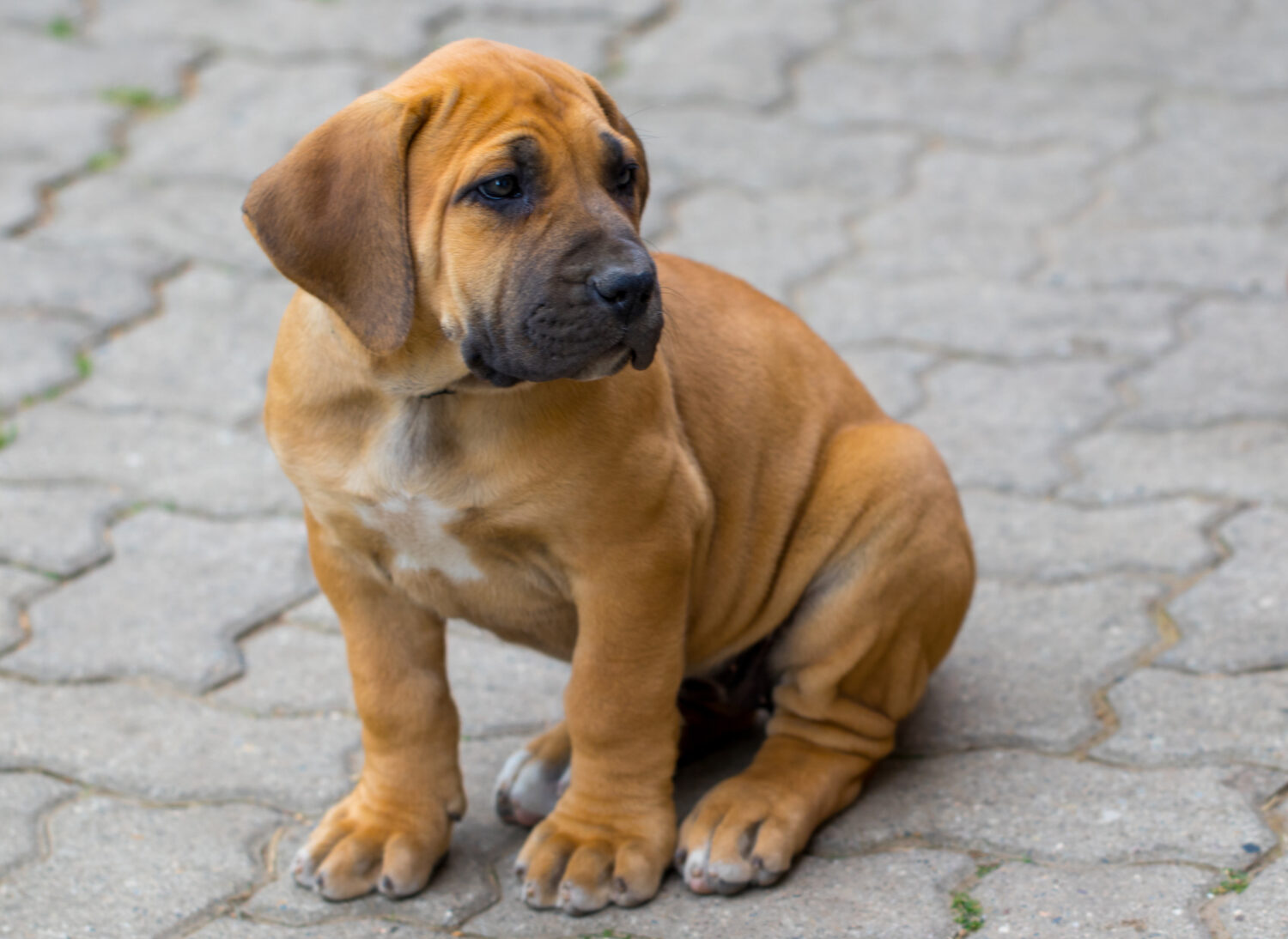 Boerboel Welpe sitz und guckt nach rechts