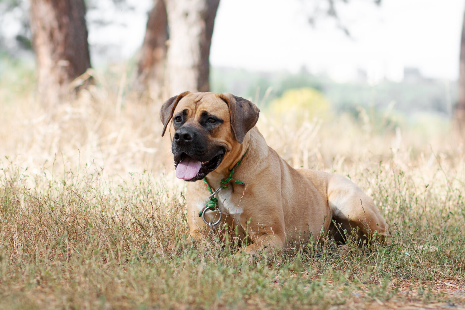 Boerboel liegend im Gras