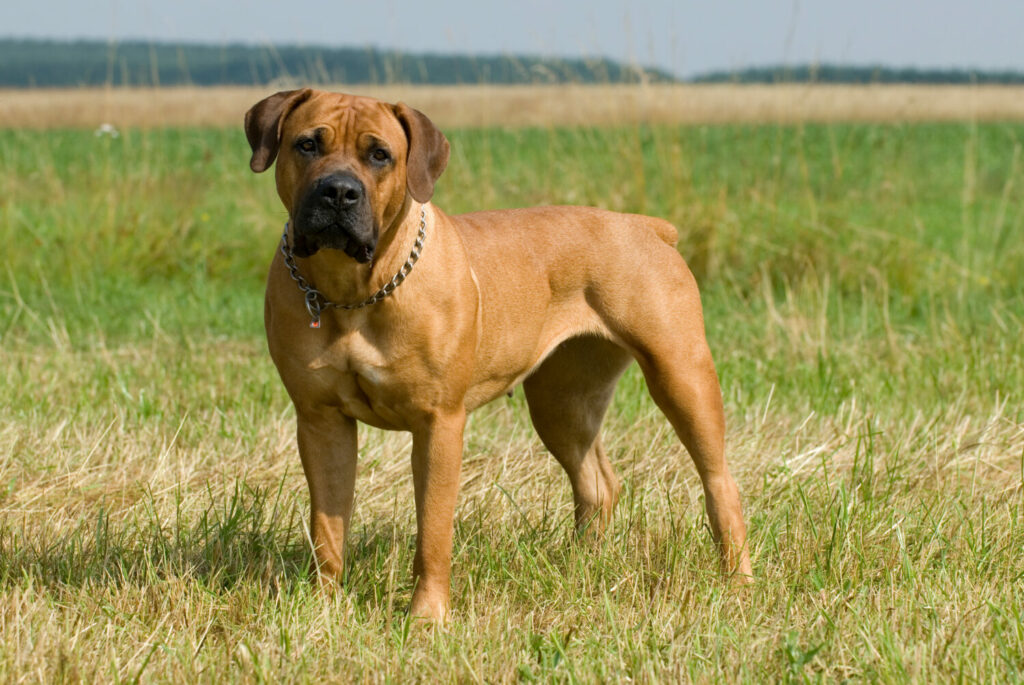 Boerboel stehend Wiese