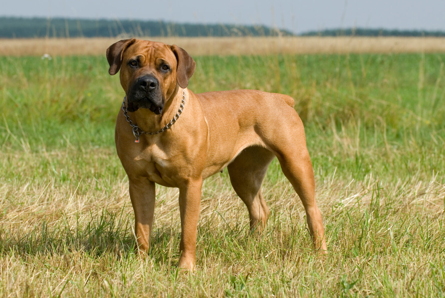 Boerboel stehend Wiese