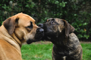 Zwei Boerboel beschnuppern sich