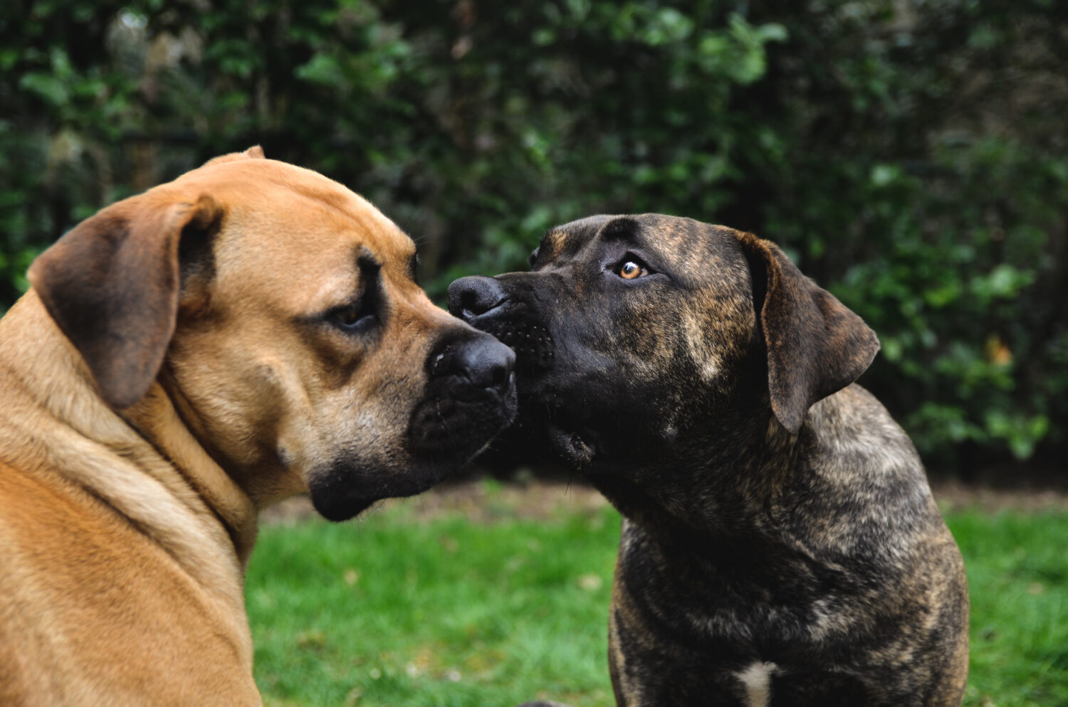 Zwei Boerboel beschnuppern sich