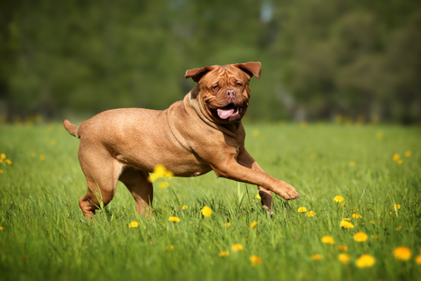 Bordeauxdogge Auslauf