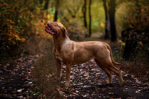 Bordeauxdogge im Wald