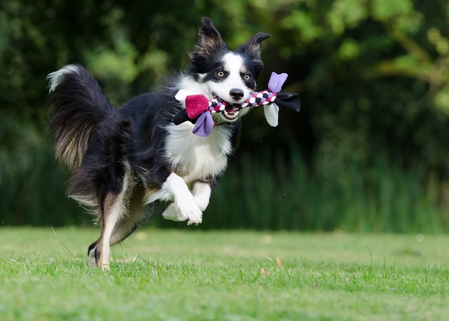 Border Collie beim Hundesport