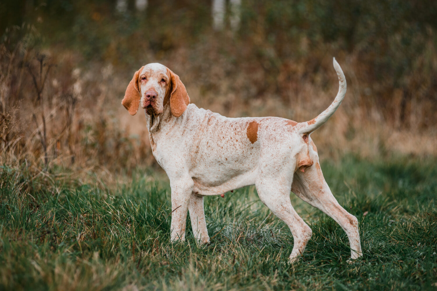 Bracco Italiano auf der Wiese