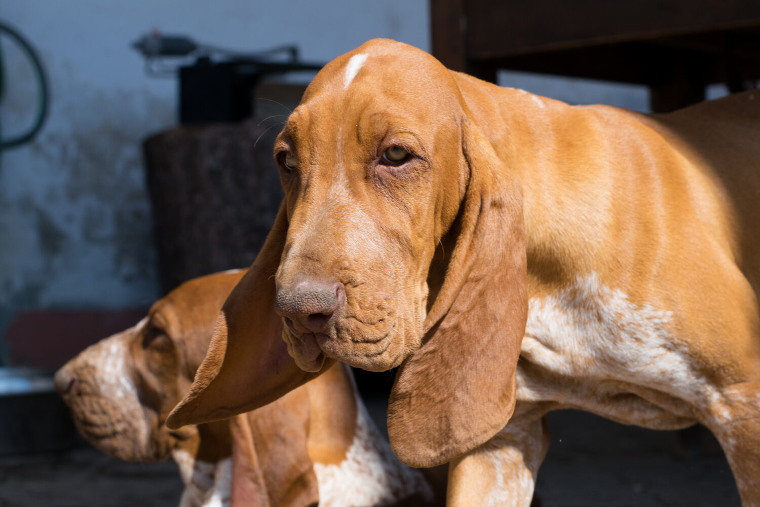 Bracco Italiano Nahaufnahme