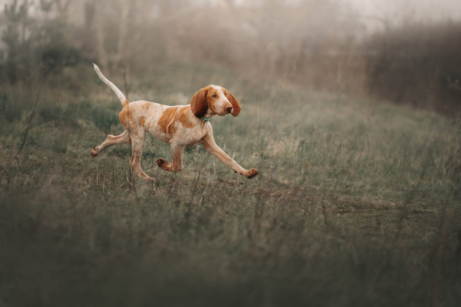 Bracco Italiano laufend