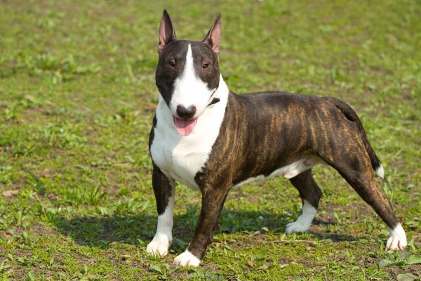 Mittelgroßer, stämmiger Hund mit braun weißem Fell.