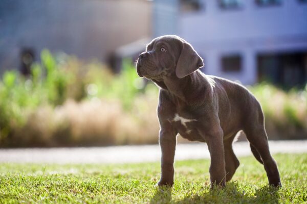 Cane Corso