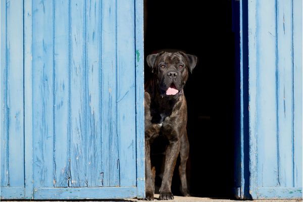 Großer dunkler Hund in einem blauen Tor. 