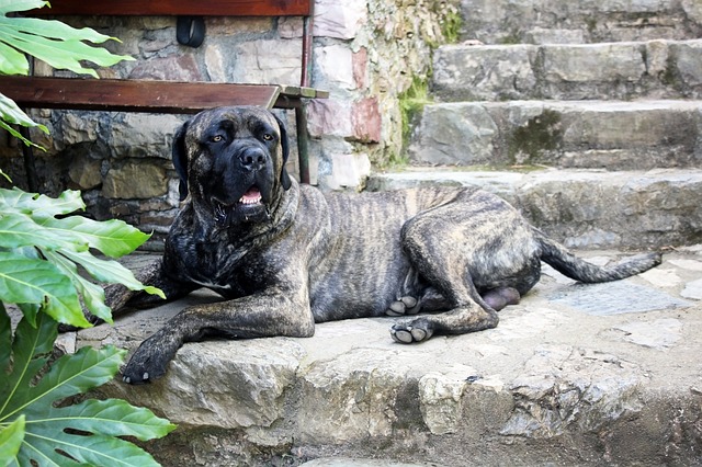 Cane Corso Italiano