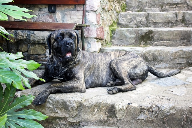 Italienische Hunderassen: Cane Corso Italiano