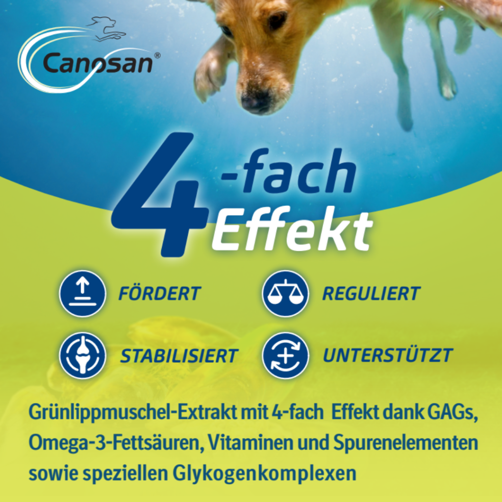 Canosan: Grünlippmuschel für Hunde