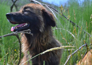 Cão de Serra de Estrela von der Seite